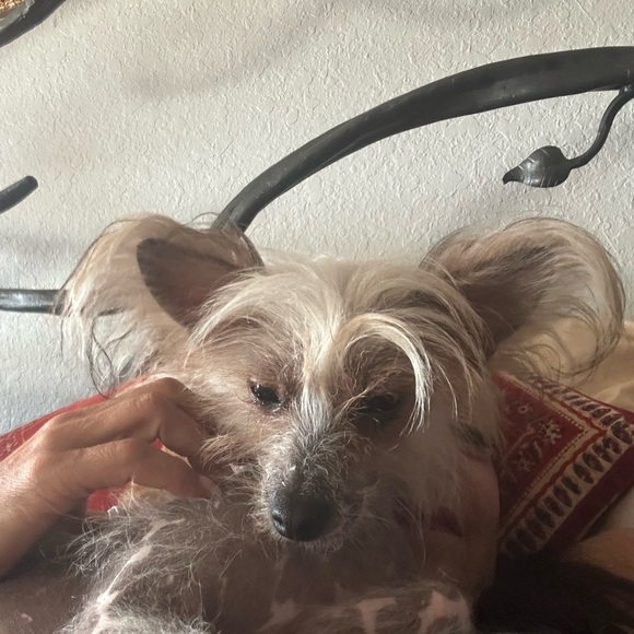 Meet your Posher, Linda - Picture 14 of 16